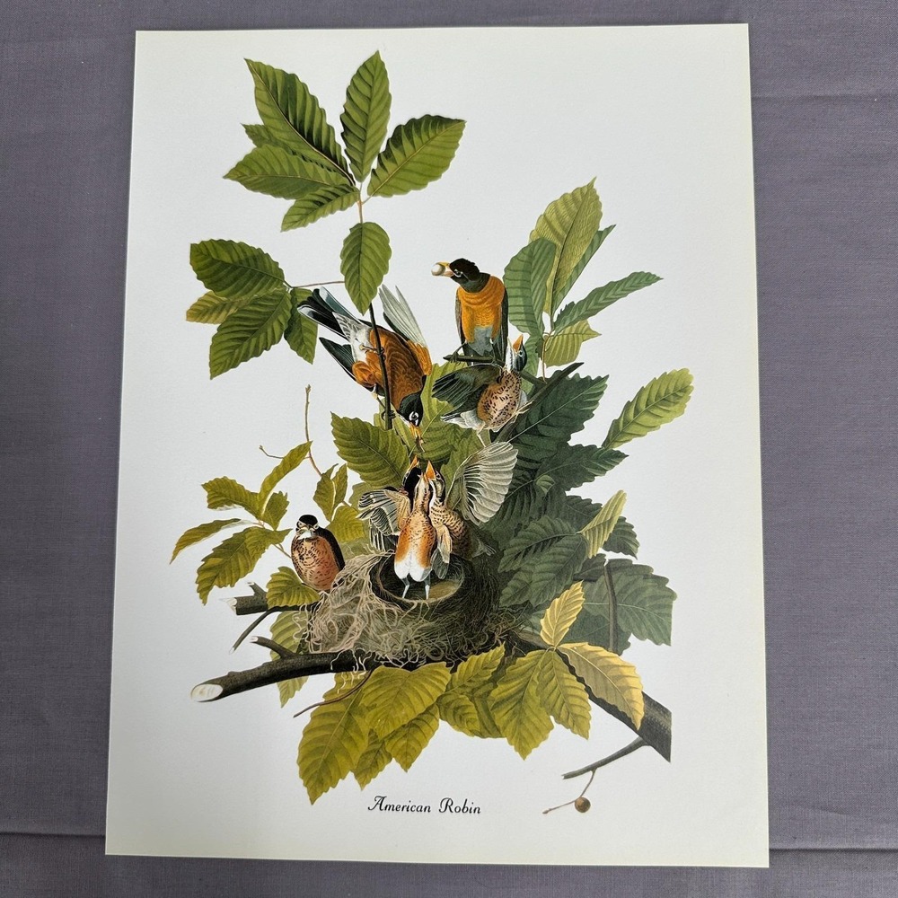 1950 Vintage American Robin Print  American Bird Wall Art Illustration Audubon